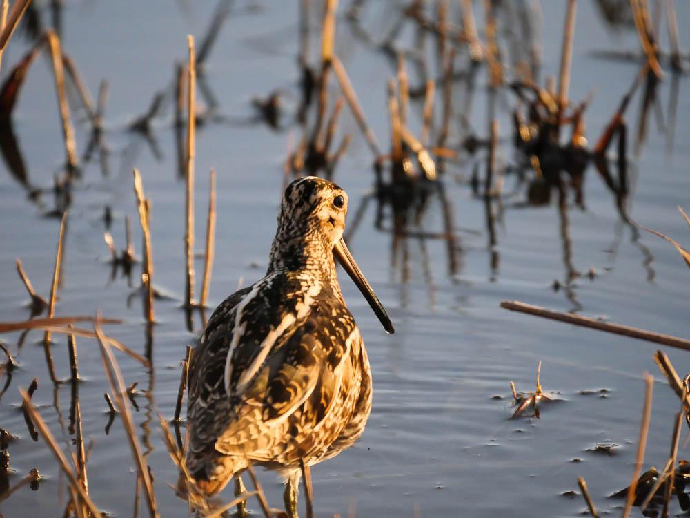 Bécassine des marais Gallinago gallinago (Linnaeus, 1758)