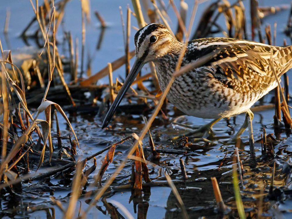 Bécassine des marais Gallinago gallinago (Linnaeus, 1758)