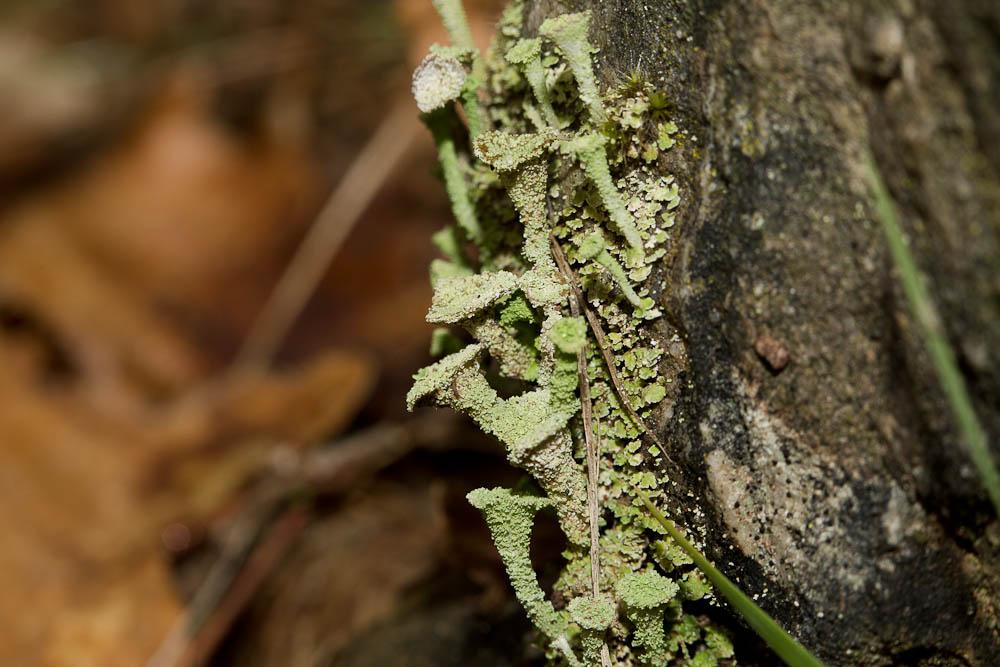 Cladonia fimbriata (L.) Fr., 1831