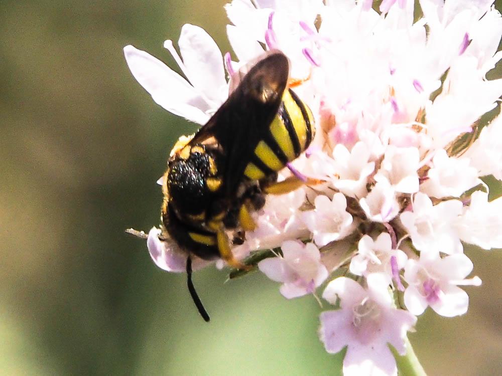  Stelis annulata (Lepeletier, 1841)