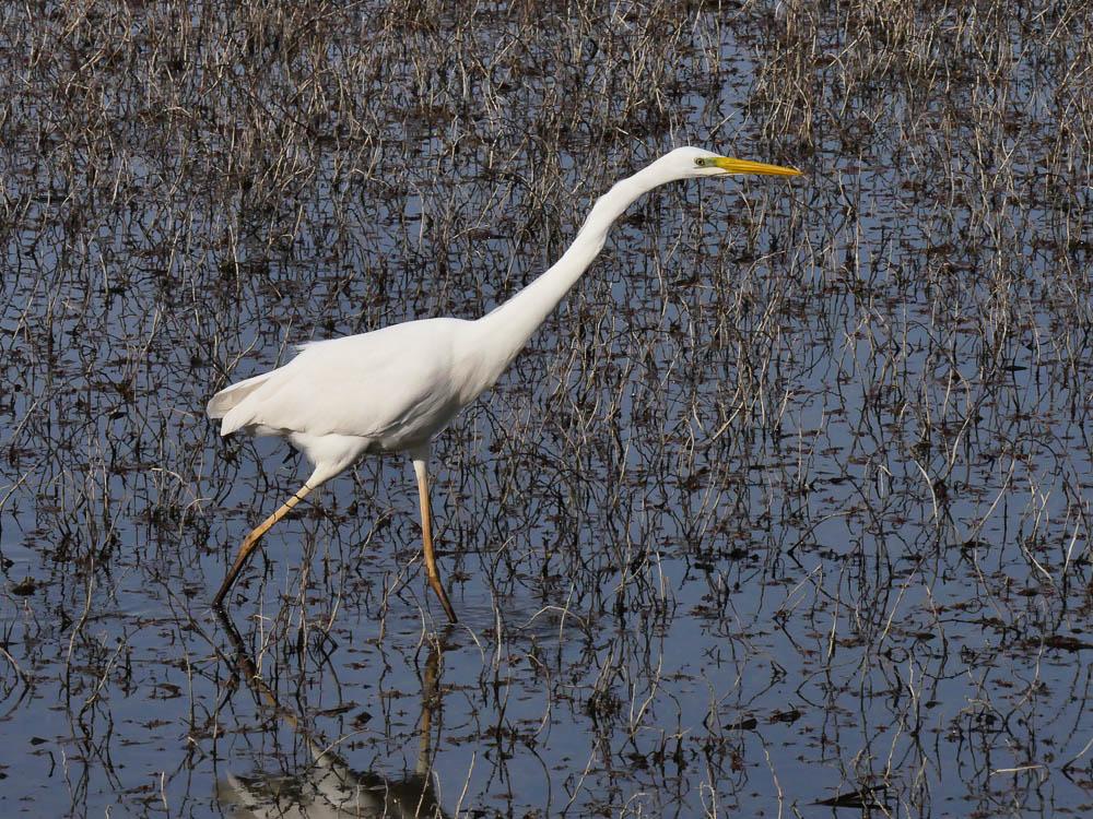 Grande Aigrette Ardea alba Linnaeus, 1758