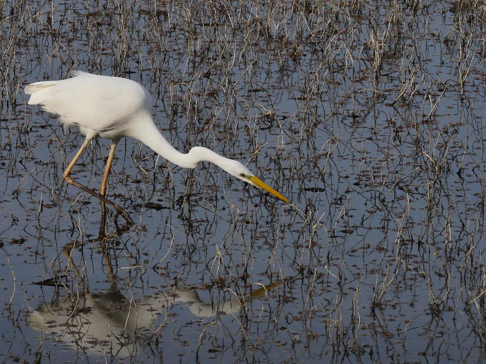 Grande Aigrette Ardea alba Linnaeus, 1758