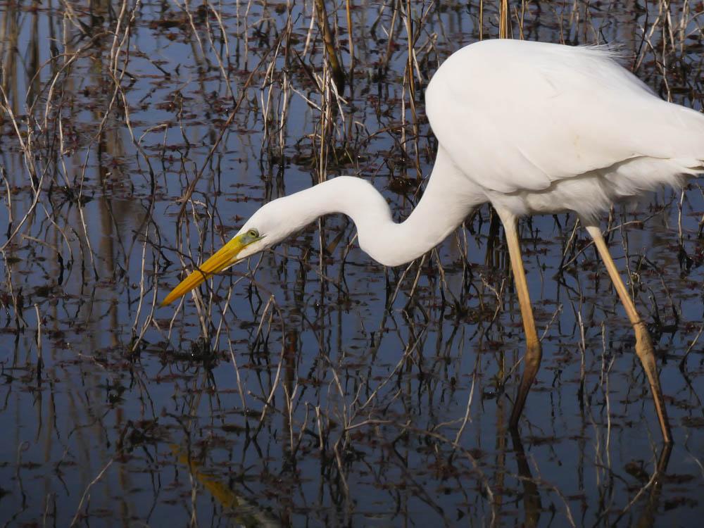 Grande Aigrette Ardea alba Linnaeus, 1758