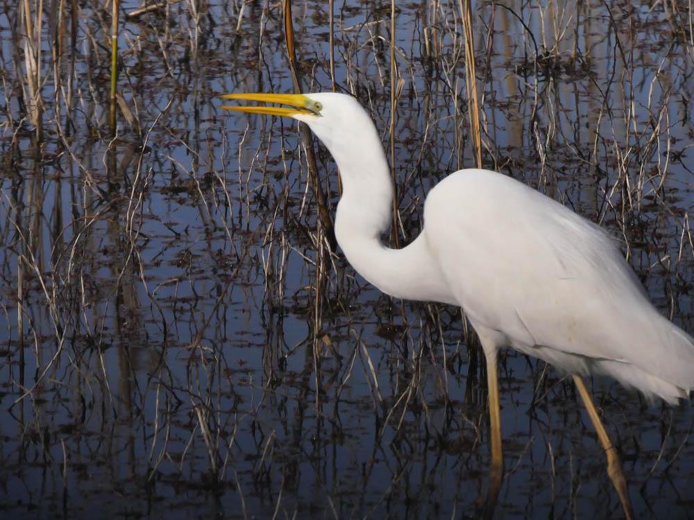 Grande Aigrette Ardea alba Linnaeus, 1758