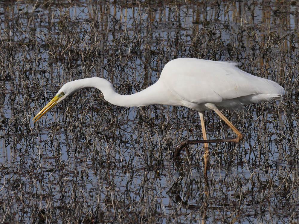 Grande Aigrette Ardea alba Linnaeus, 1758