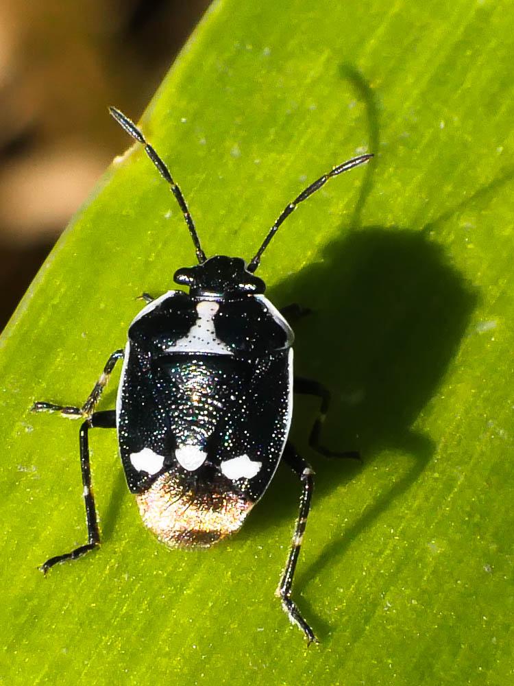 Punaise verte à raies & rouges ou blanches Eurydema oleracea (Linnaeus, 1758)