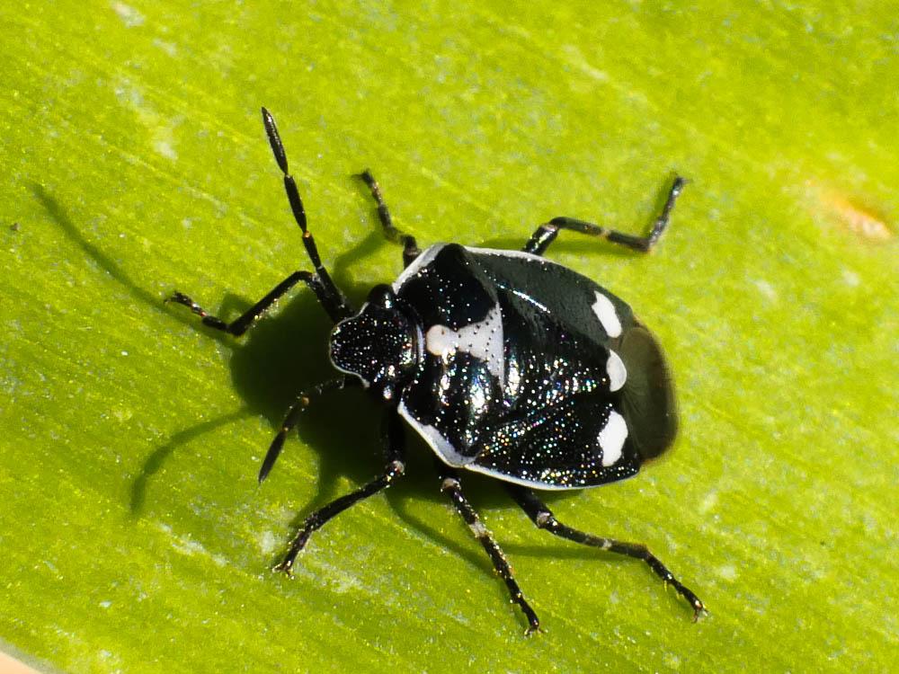 Punaise verte à raies & rouges ou blanches Eurydema oleracea (Linnaeus, 1758)