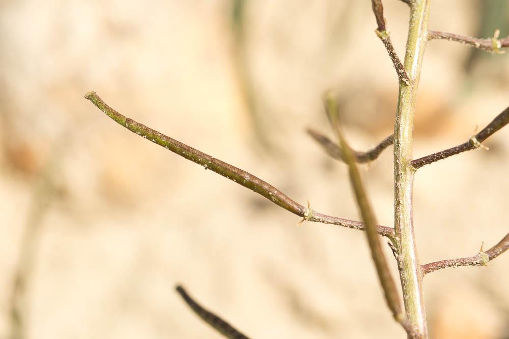 Diplotaxe fausse-roquette, Roquette blanche Diplotaxis erucoides (L.) DC., 1821