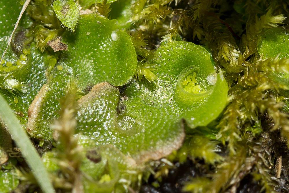 Lunularia cruciata (L.) Dumort. ex Lindb., 1868
