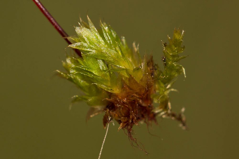 Ptychostomum capillare (Hedw.) Holyoak & N.Pedersen, 2007