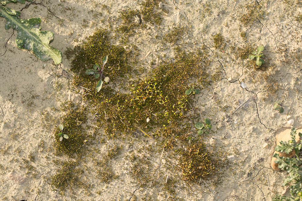 Funaria hygrometrica Hedw., 1801