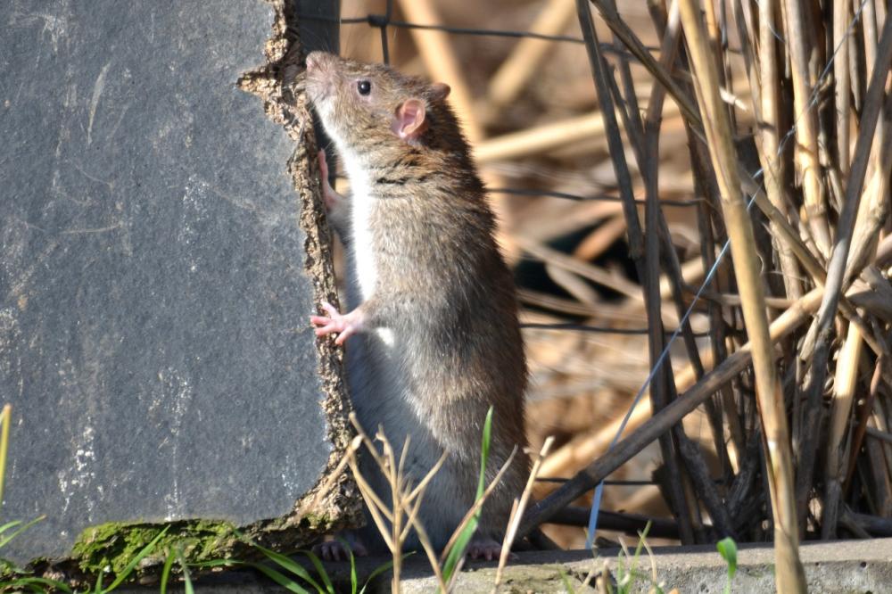 Rattus norvegicus (Berkenhout, 1769)
