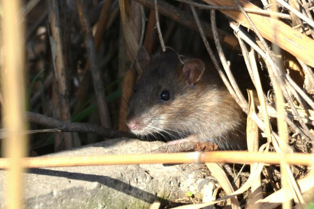 Rattus norvegicus (Berkenhout, 1769)