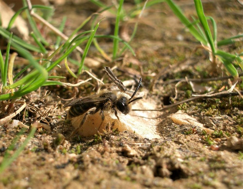  Andrena flavipes Panzer, 1799