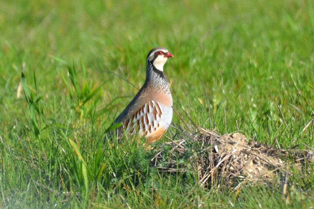 Perdrix rouge Alectoris rufa (Linnaeus, 1758)