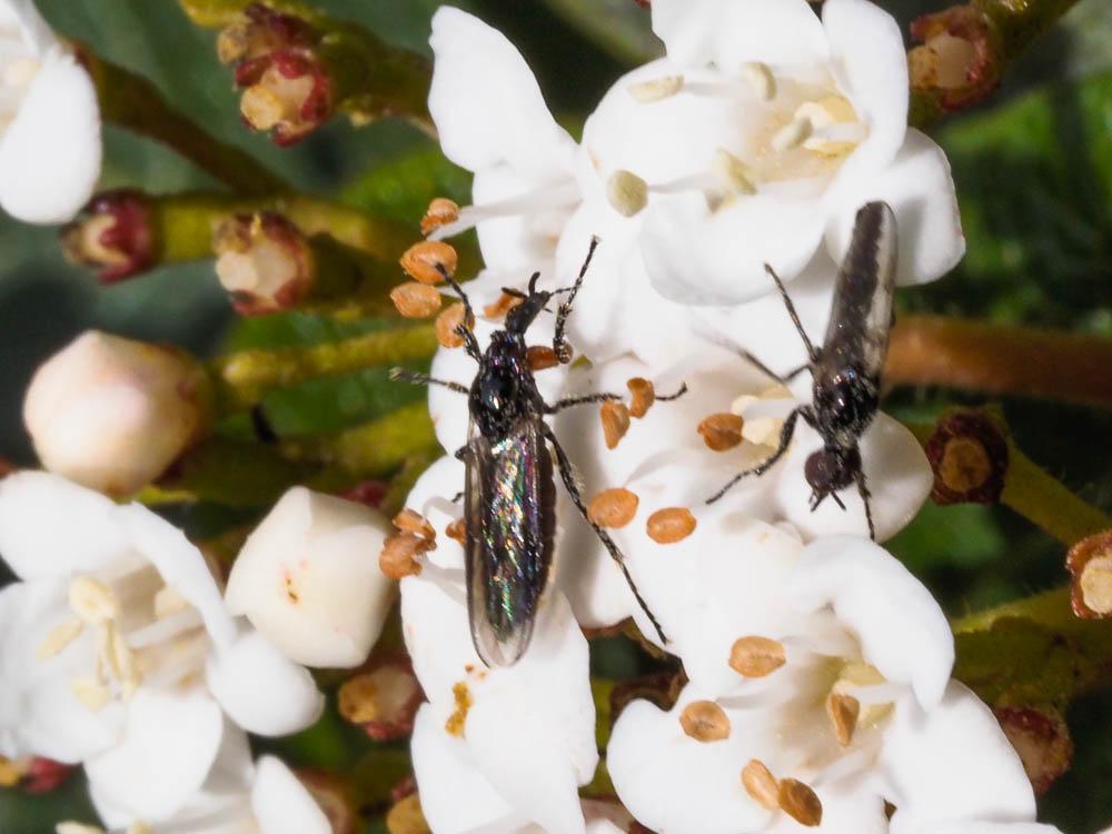  Dilophus femoratus Meigen, 1804