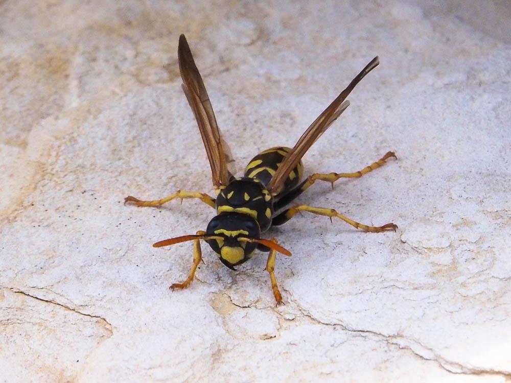 Guêpe poliste Polistes dominula (Christ, 1791)