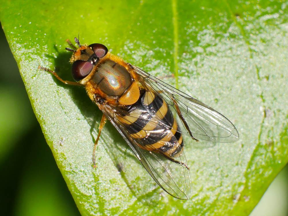 Syrphe du groseillier Syrphus ribesii (Linnaeus, 1758)