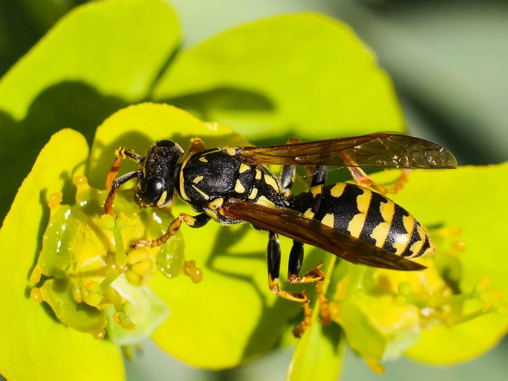 Polistes nimpha (Christ, 1791)