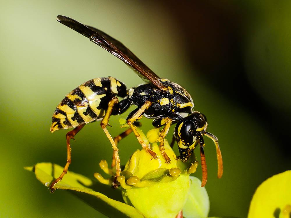  Polistes nimpha (Christ, 1791)