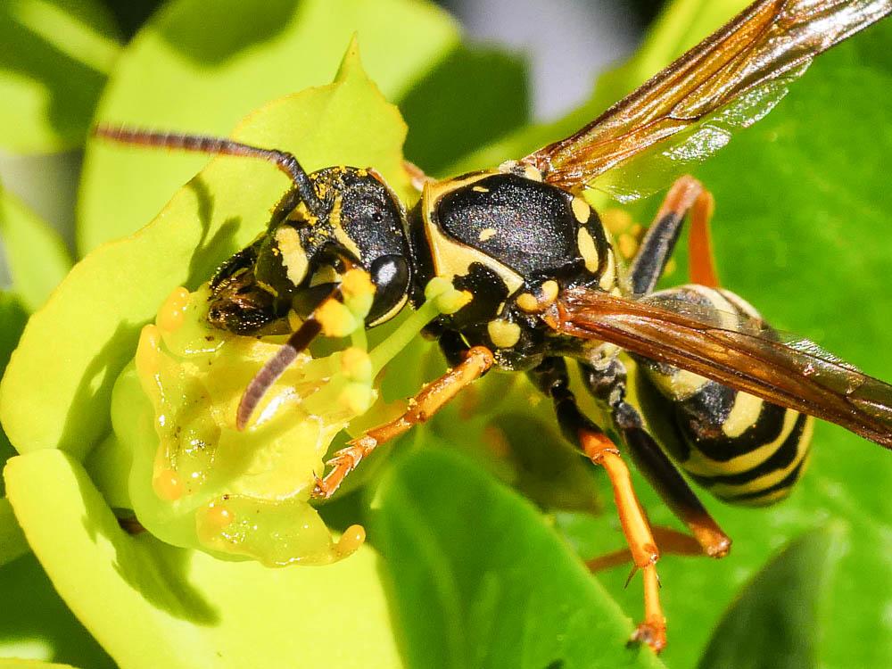  Polistes nimpha (Christ, 1791)