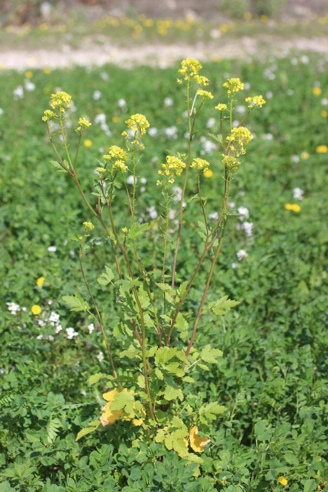 Moutarde blanche Sinapis alba L., 1753