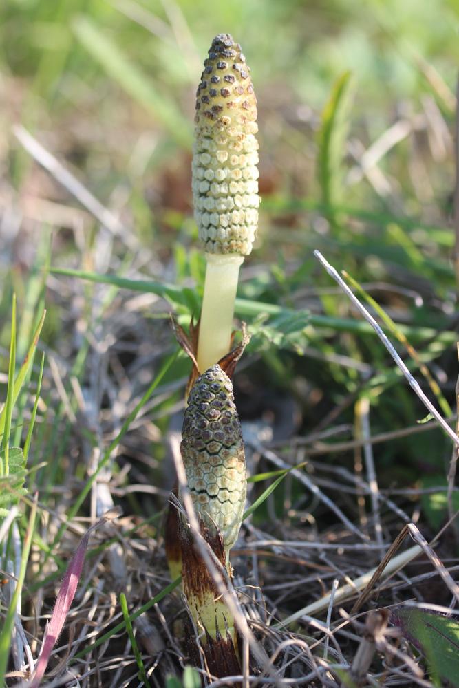 Grande prêle Equisetum telmateia Ehrh., 1783