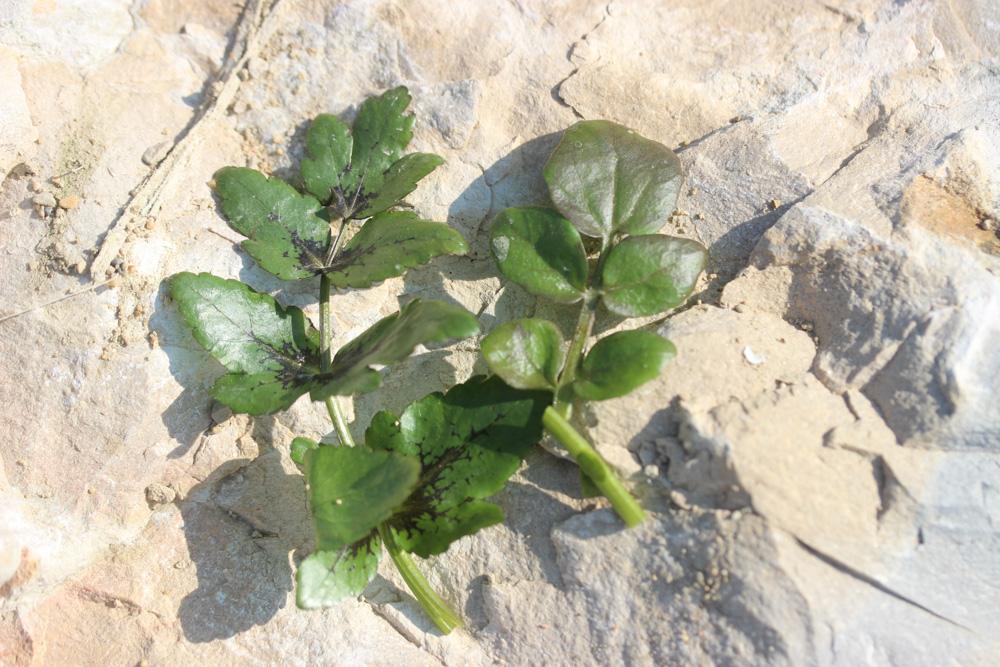 Cresson des fontaines Nasturtium officinale W.T.Aiton, 1812