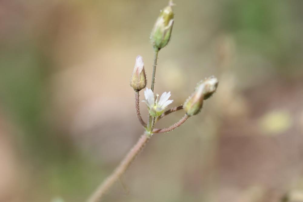 Holostée en ombelle Holosteum umbellatum L., 1753