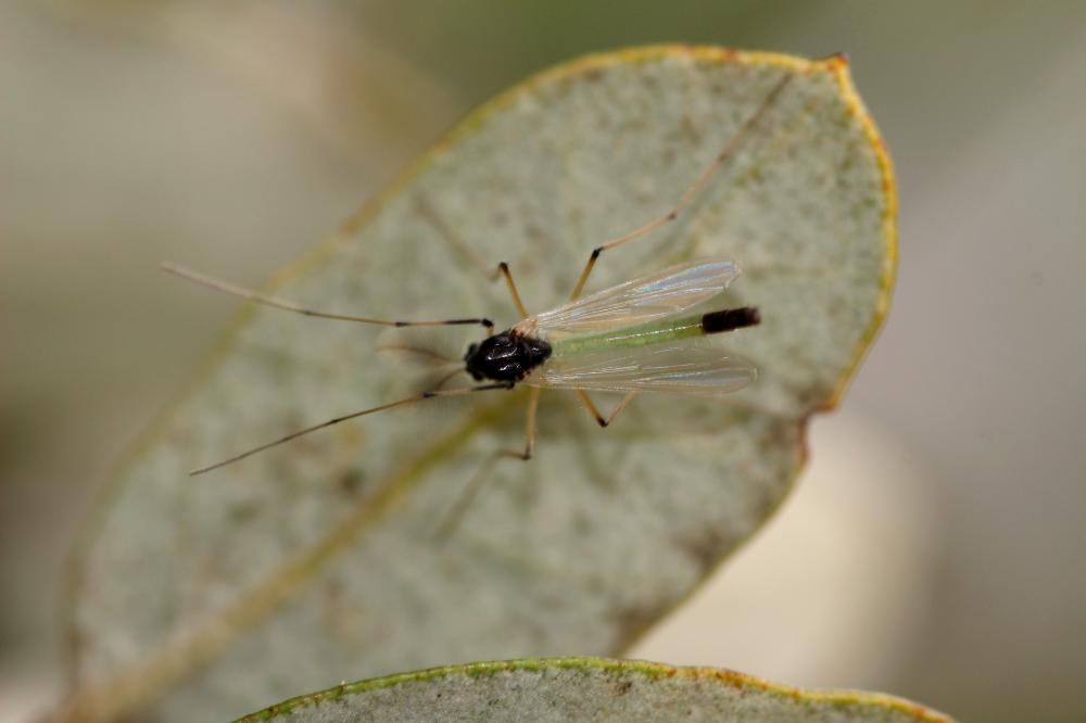  Microtendipes Kieffer, 1915