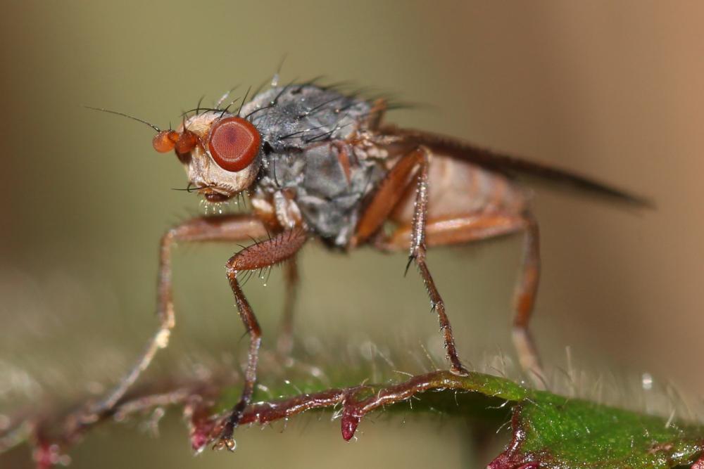 Gymnomus Loew, 1863