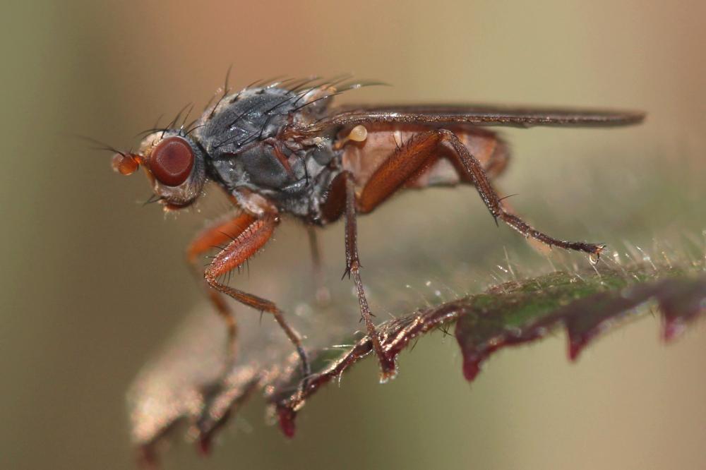  Gymnomus Loew, 1863