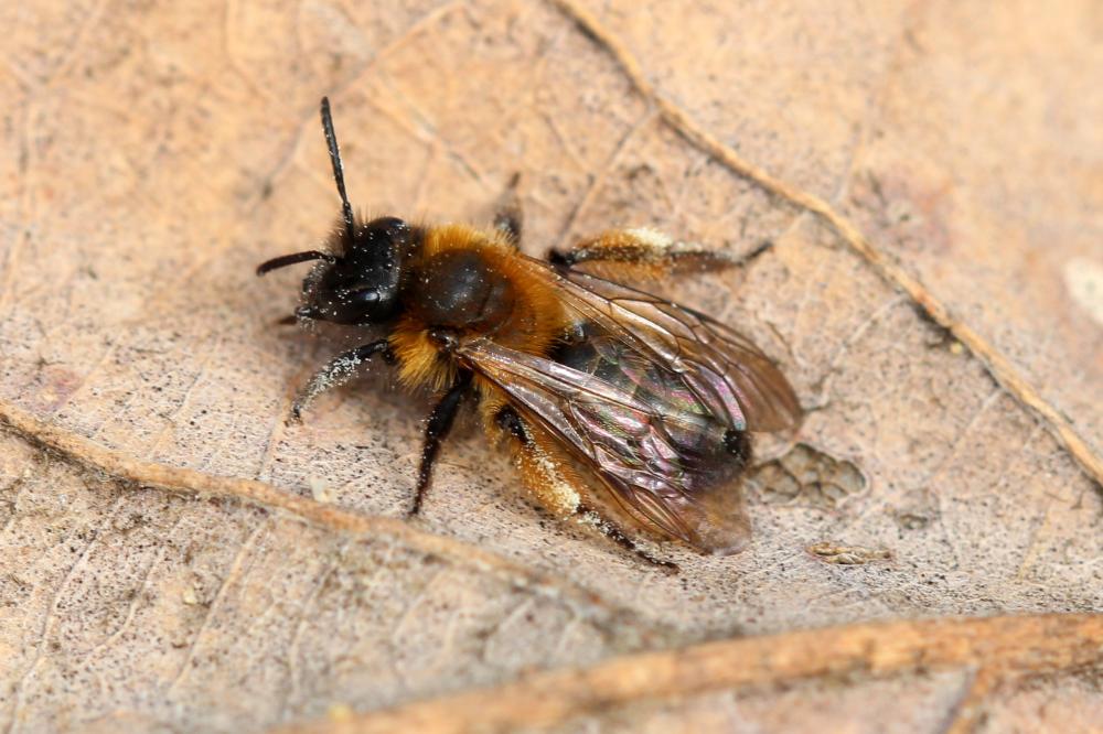 Andrena bicolor Fabricius, 1775