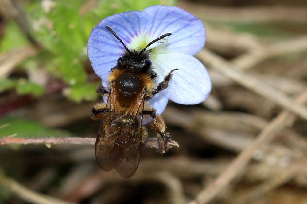  Andrena bicolor Fabricius, 1775