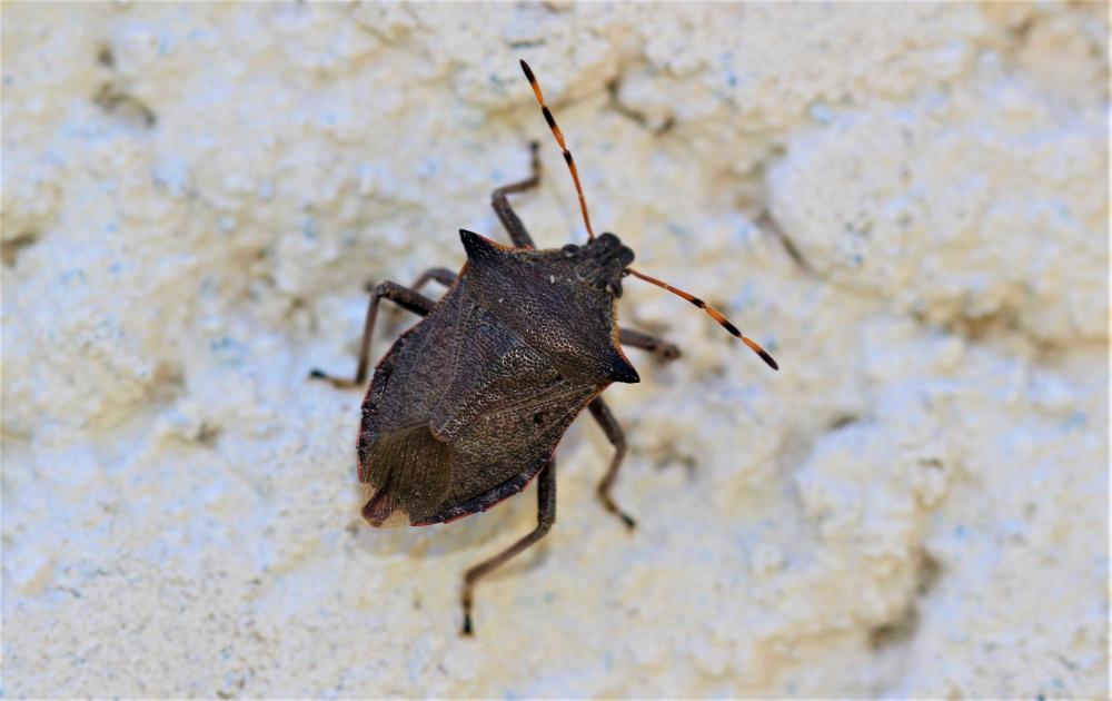 Asopine Picromerus nigridens (Fabricius, 1803)