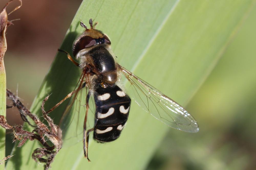 Syrphe du poirier, Syrphe pyrastre Scaeva pyrastri (Linnaeus, 1758)
