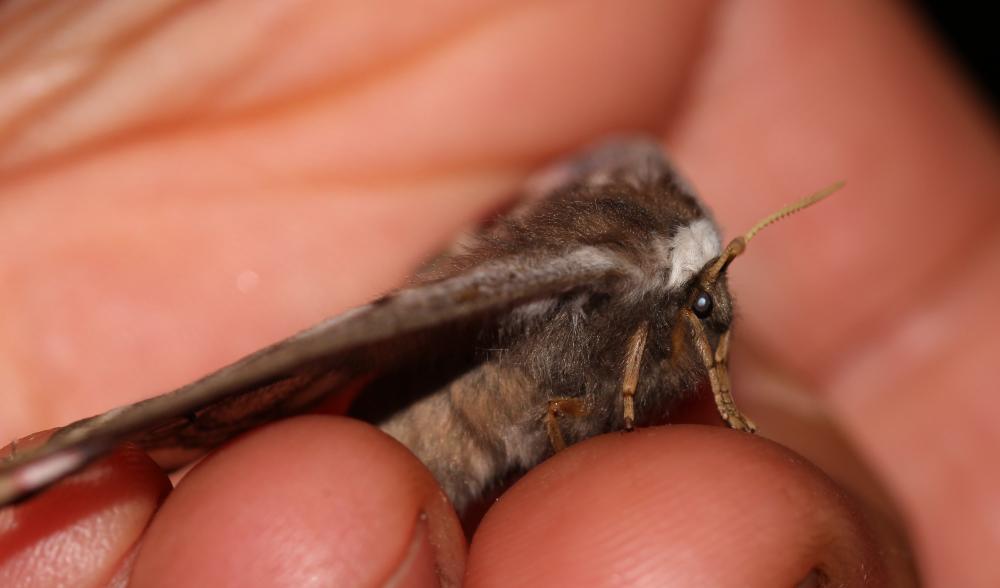 Petit Paon de Nuit (Le) Saturnia pavonia (Linnaeus, 1758)