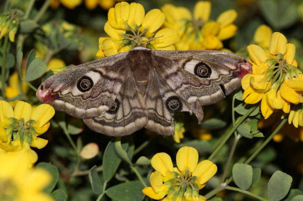 Petit Paon de Nuit (Le) Saturnia pavonia (Linnaeus, 1758)