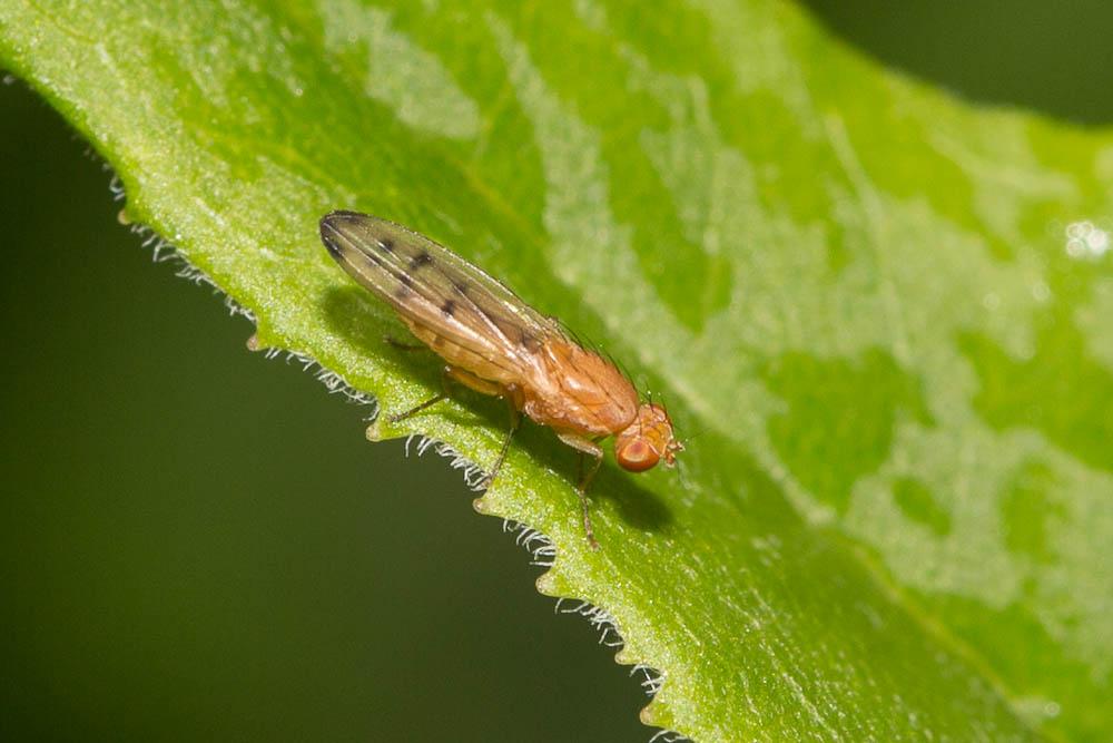 Opomyza florum (Fabricius, 1794)