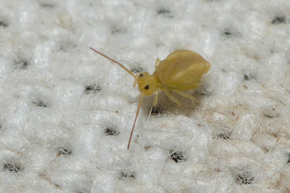  Sminthurus viridis (Linnaeus, 1758)