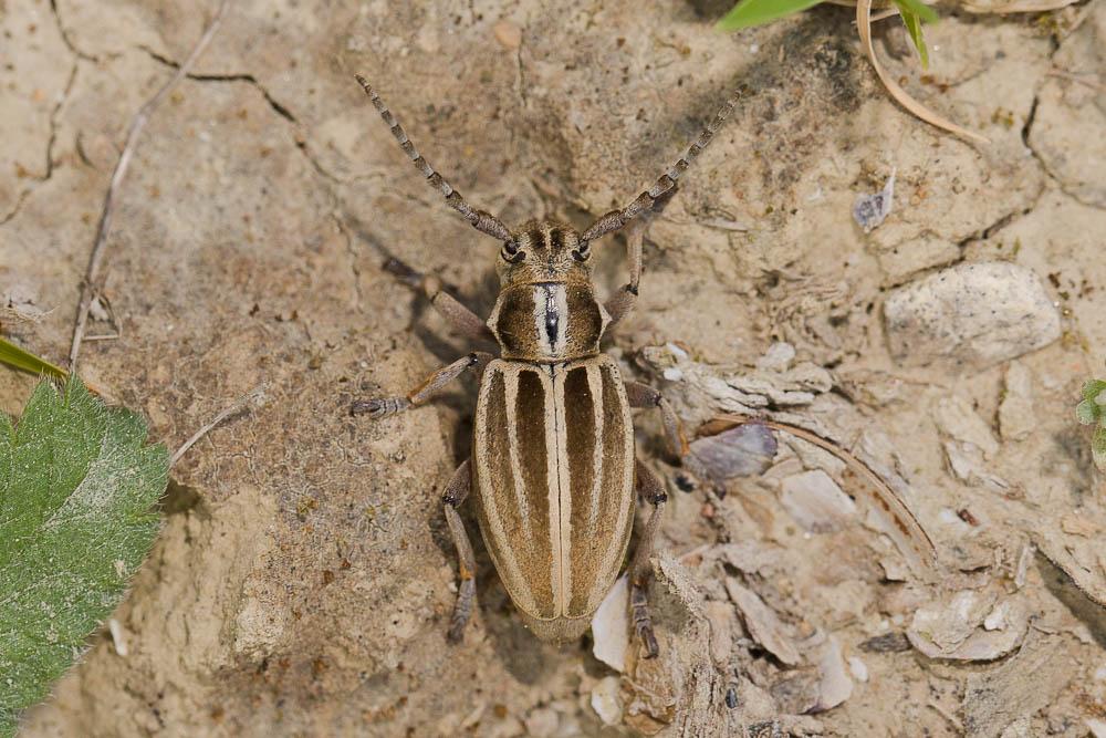 Iberodorcadion molitor (Fabricius, 1775)
