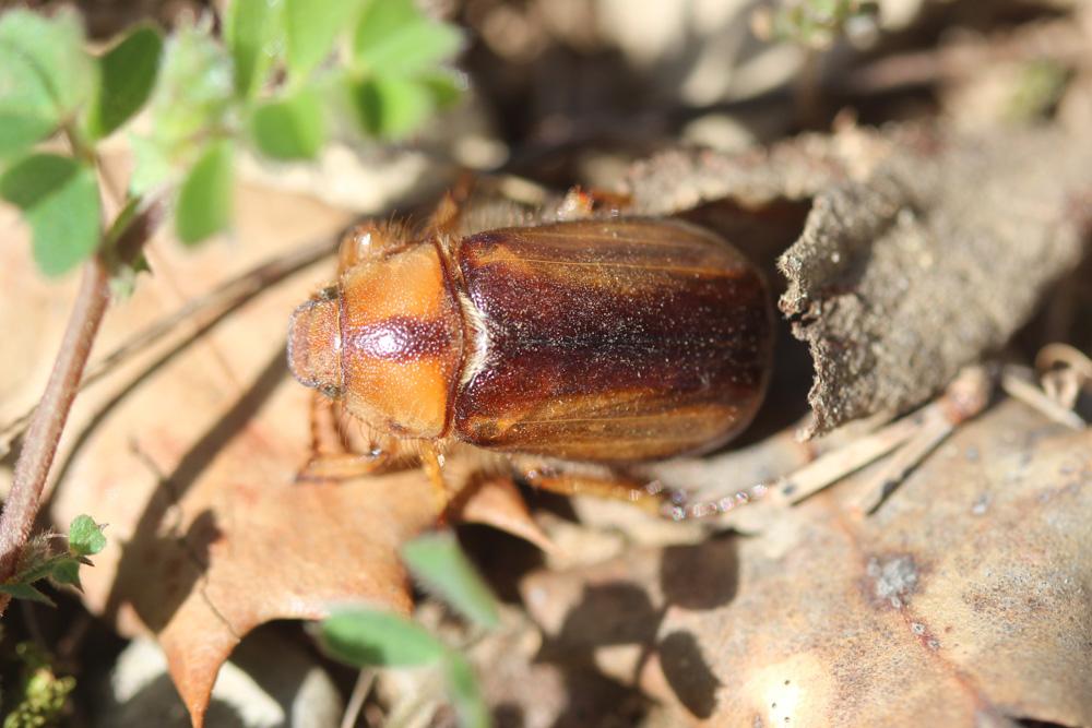 Rhizotrogus aestivus (Olivier, 1789)