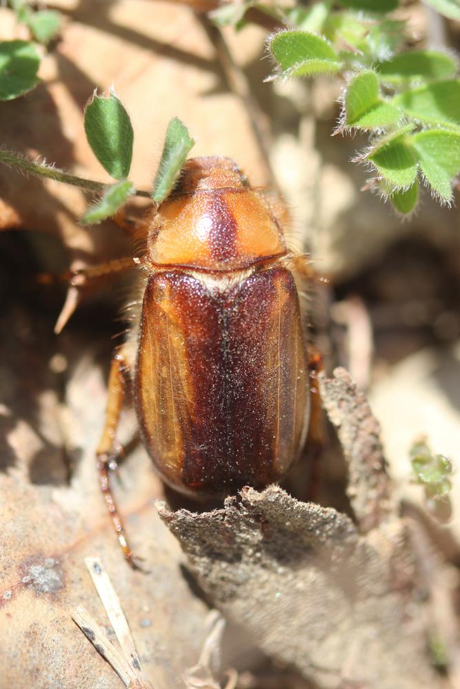 Rhizotrogus aestivus (Olivier, 1789)