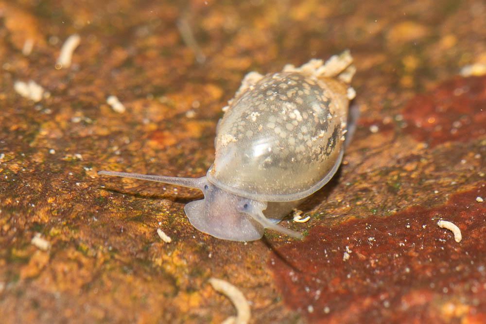 Physe voyageuse Physella acuta (Draparnaud, 1805)