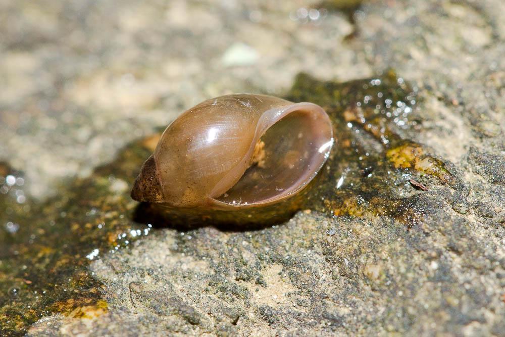 Physe voyageuse Physella acuta (Draparnaud, 1805)
