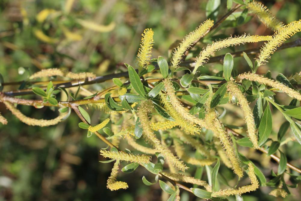 Saule blanc, Saule commun Salix alba L., 1753