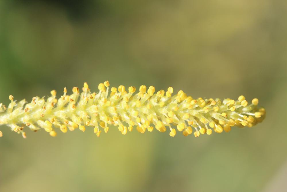 Saule blanc, Saule commun Salix alba L., 1753
