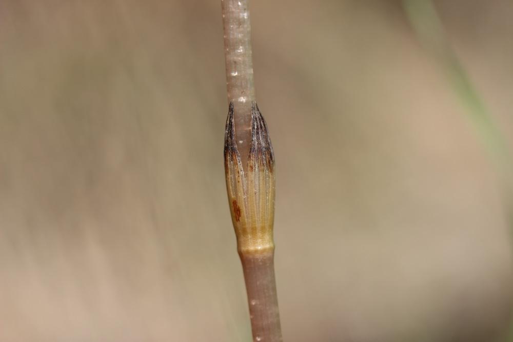 Prêle des champs, Queue-de-renard Equisetum arvense L., 1753