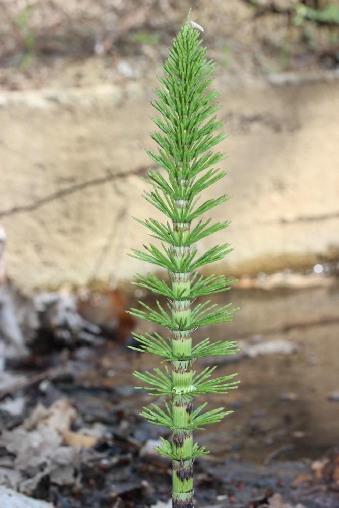 Grande prêle Equisetum telmateia Ehrh., 1783