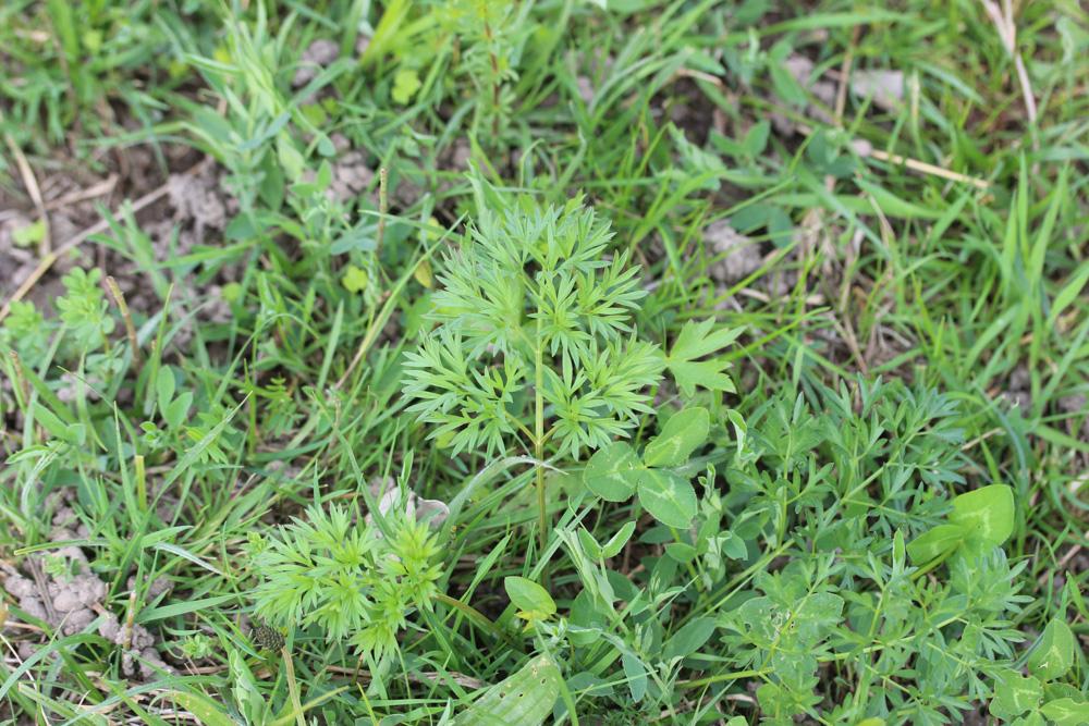 Silaüs des prés, Cumin des prés Silaum silaus (L.) Schinz & Thell., 1915